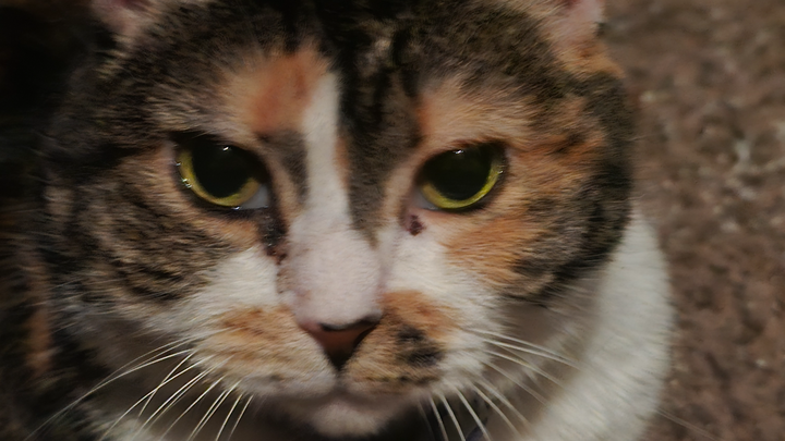 Help Dan Save His Beloved Cat campaign photo, 1 of 3