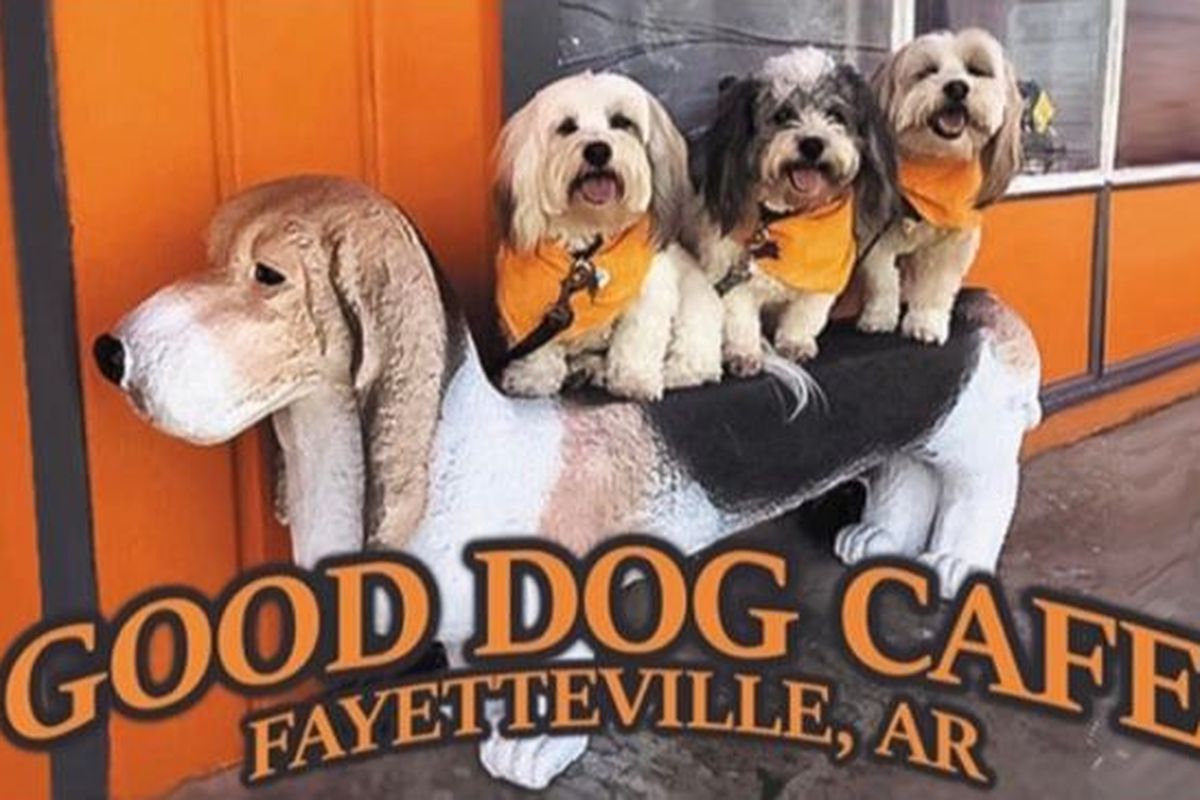 a good name for a dog cafe