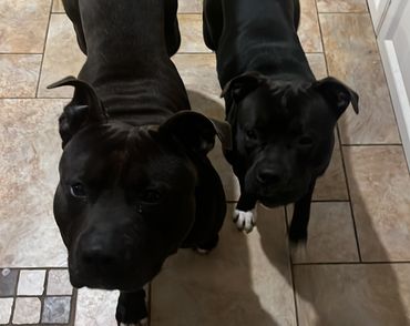 Hugo & Cleo
