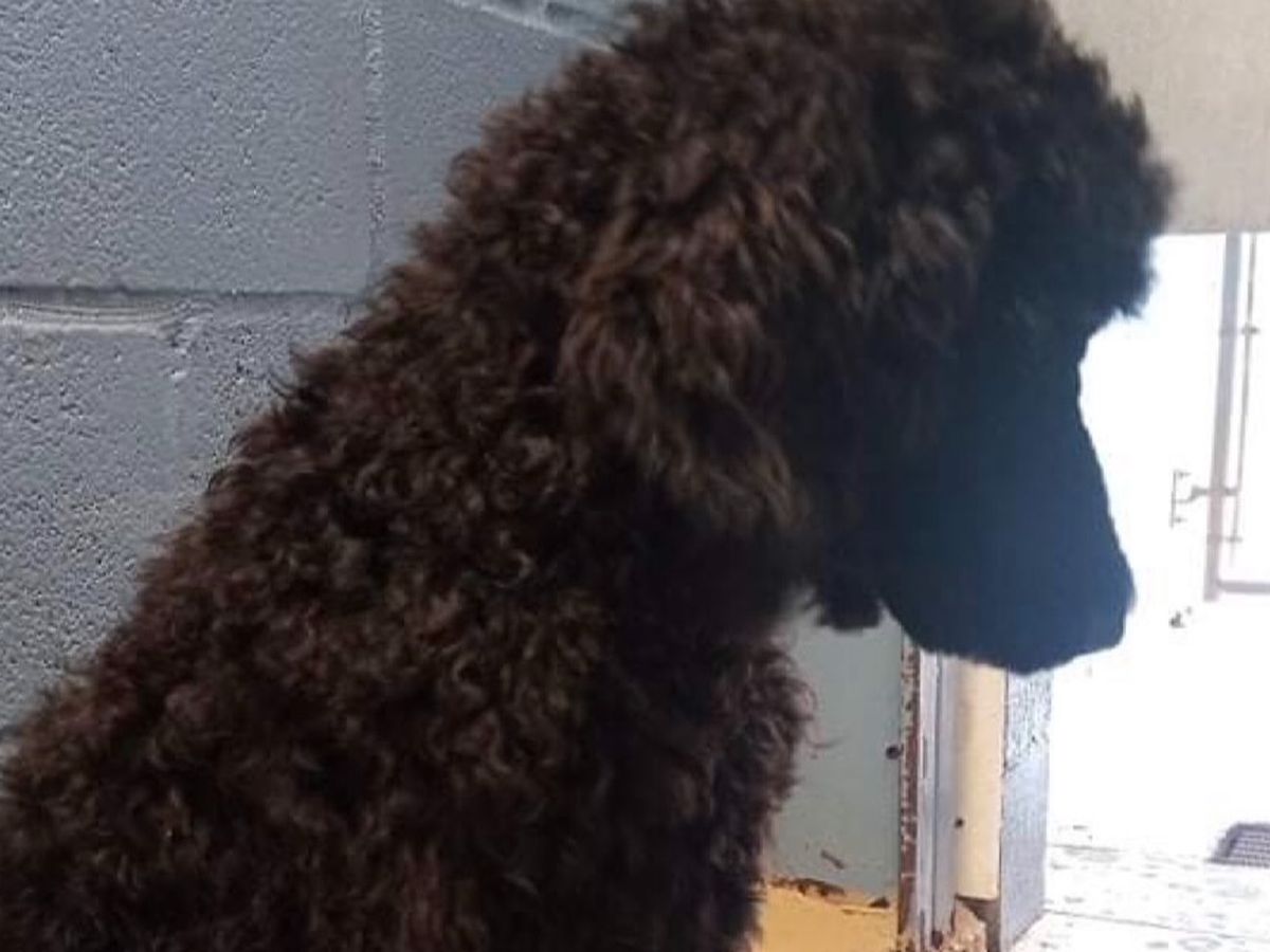 Creole store poodle rescue