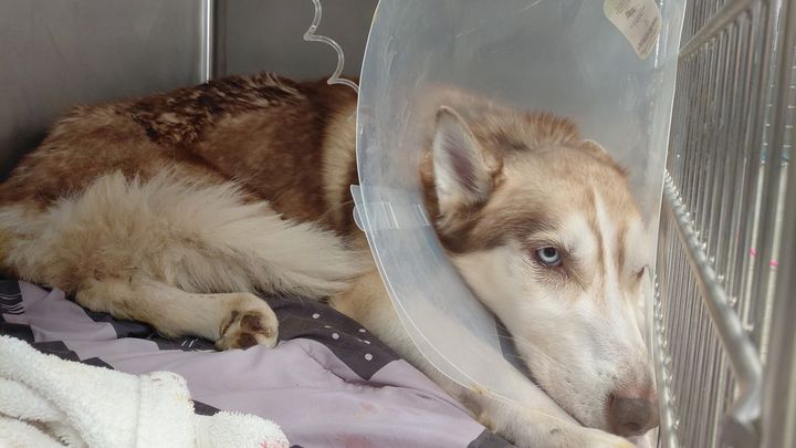 Keelo was scheduled to die. Today, he has a 2nd chance campaign photo, 1 of 3