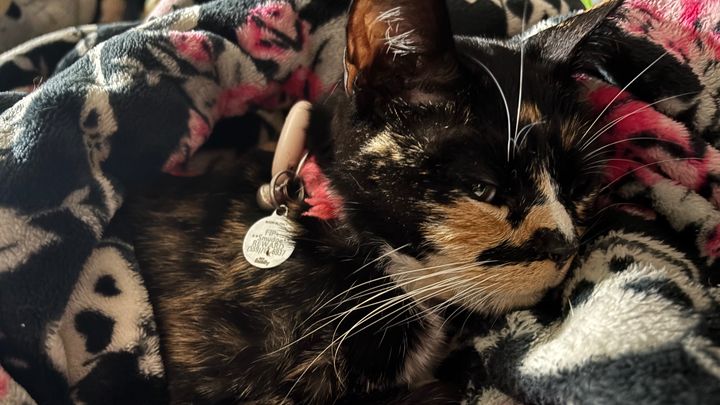 Help Save Smudge: Fighting FIP Together campaign photo, 1 of 4
