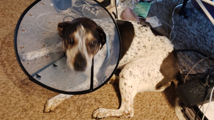 Vet Care for Injured Mimi campaign photo, 1 of 7