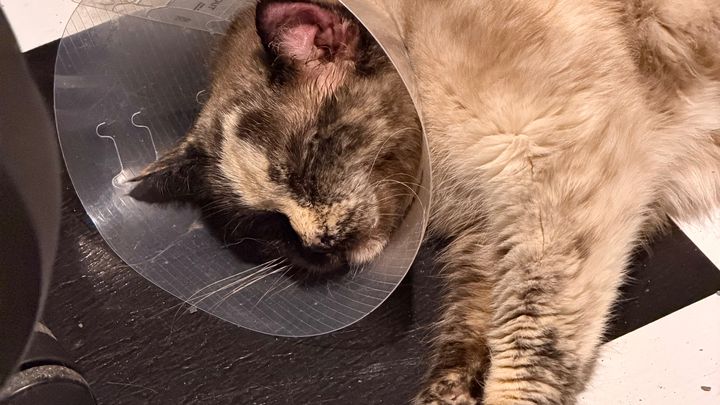 Support Jeff and Isis Through Her Treatment campaign photo, 1 of 8