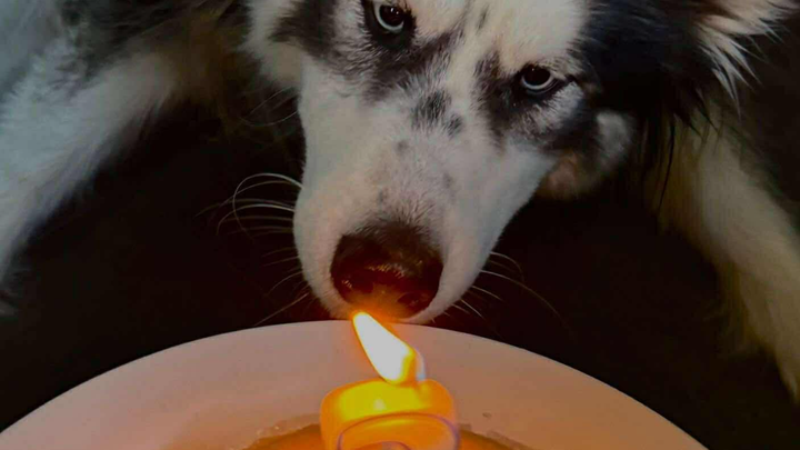 Please help raise funds for Bandit. campaign photo, 1 of 4