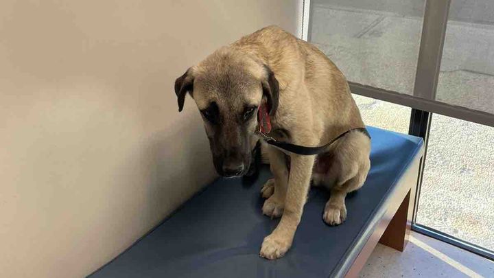 Help us save Leo’s life campaign photo, 1 of 5
