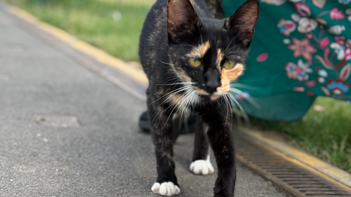 Help Support Polly the School Cat and Her Kittens campaign photo, 1 of 4