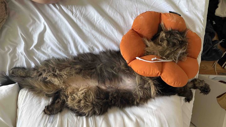 Support Ludwig’s Life-Saving Surgery Costs campaign photo, 1 of 8