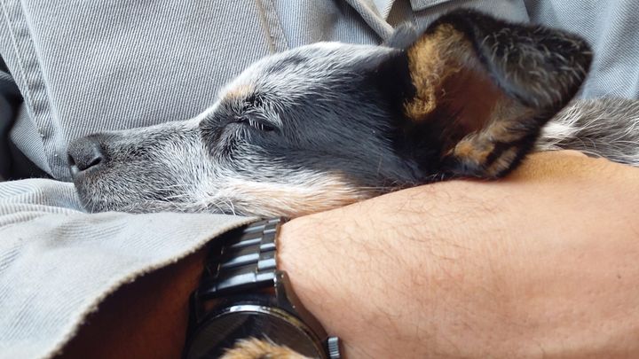 Help Bring Nismo Home After Emergency Surgery campaign photo, 1 of 8