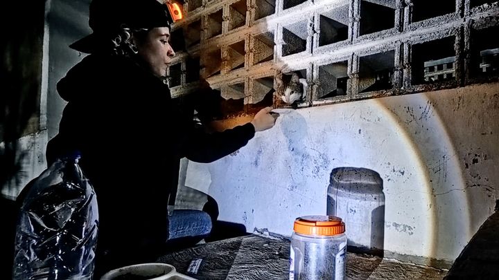 Help Us Rescue Cats Affected by Venezuela's Earthquake campaign photo, 1 of 7