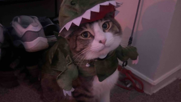 Support Slater's Emergency Vet Care campaign photo, 1 of 6