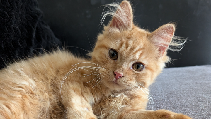 Please help with our vet bills for poorly cats campaign photo, 1 of 3