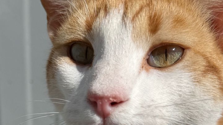 Help MJ Kittycare care for Kefalonia’s stray cats. campaign photo, 1 of 8