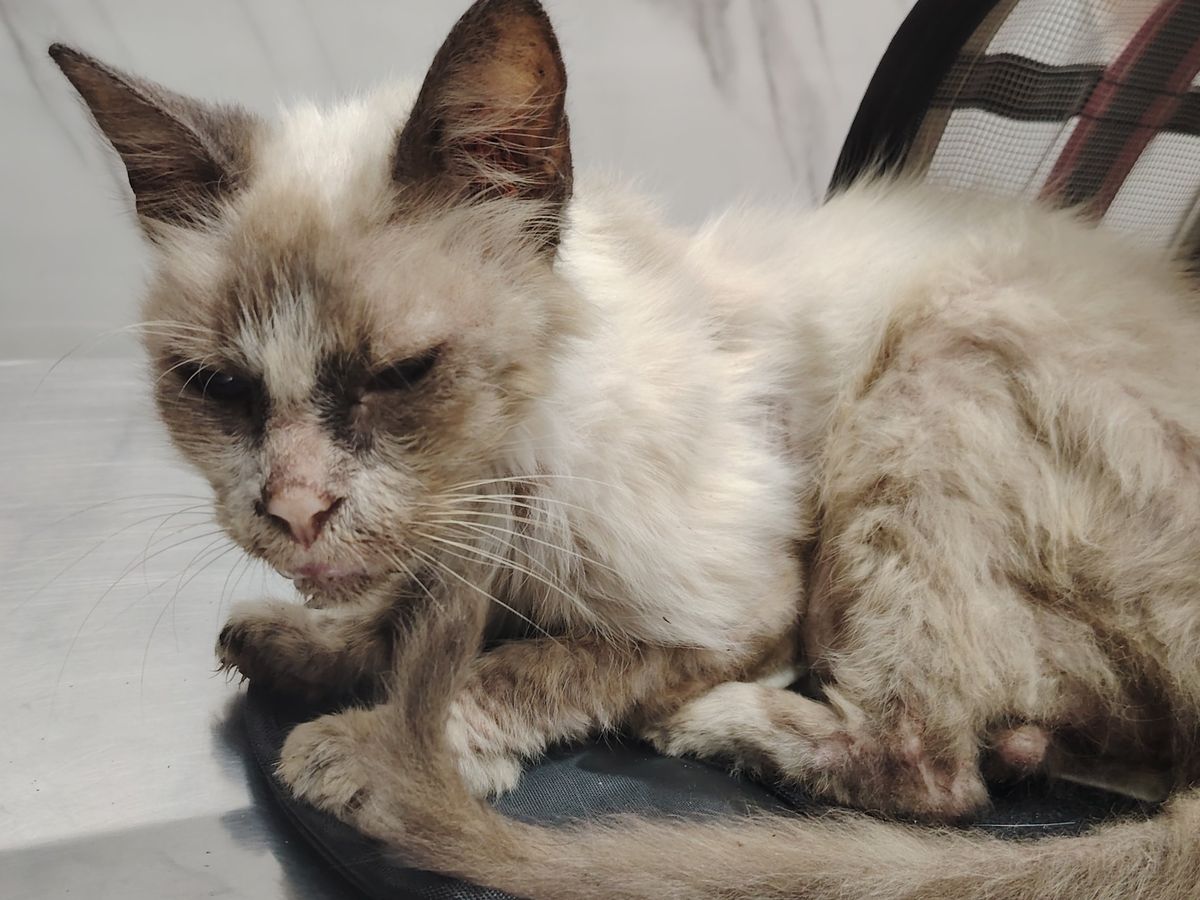 Foto della campagna Aiuto per cani e gatti in difficoltà a El Salvador, 1 di 8