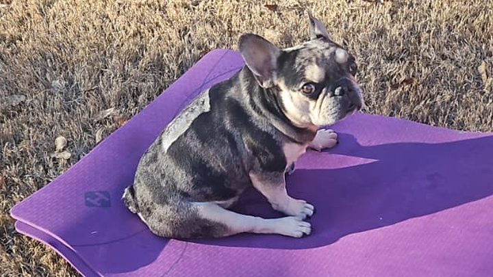 Help Rocky Walk Again: Urgent IVDD Surgery campaign photo, 1 of 8