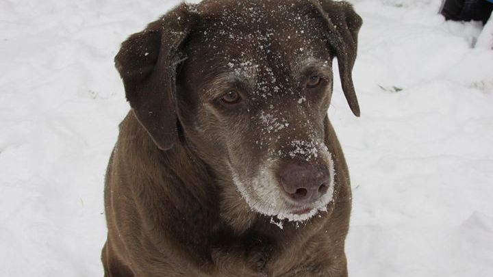 Main fundraiser photo