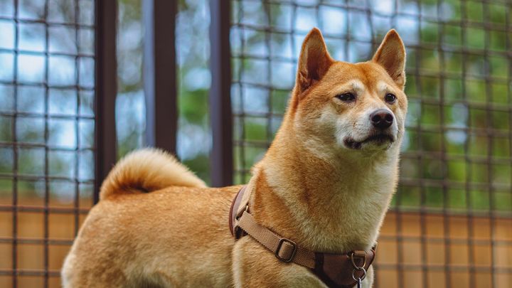 Help Tsuki Get Life-Saving Care campaign photo, 1 of 8
