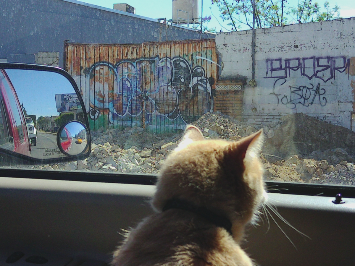 Saving Louie The Road Cat campaign photo, 1 of 6