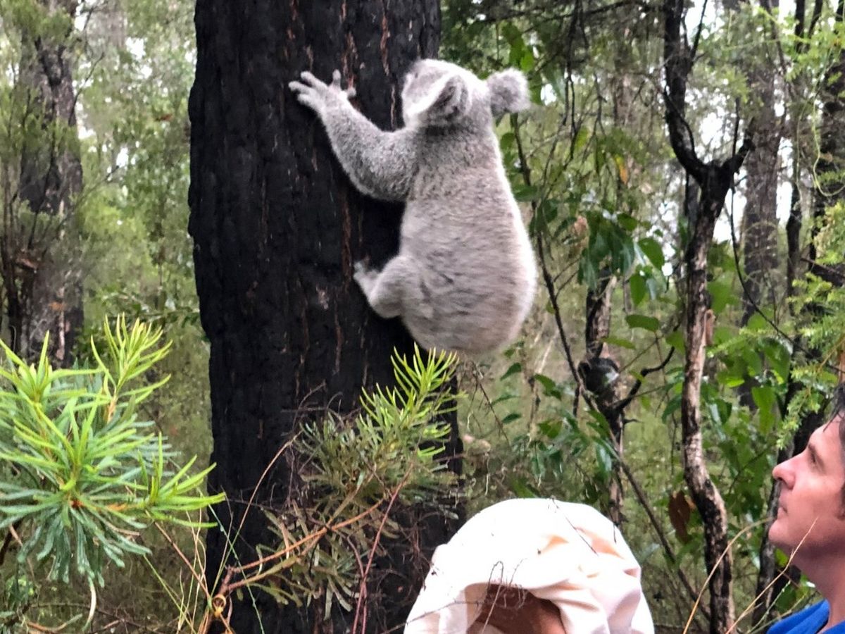 Fundraiser For Port Macquarie Koala Hospital By Port Macquarie