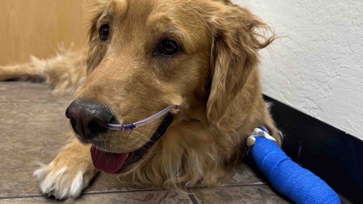 Fundraiser by Thomas Campbell : Help Us Save Our Sweet Willow