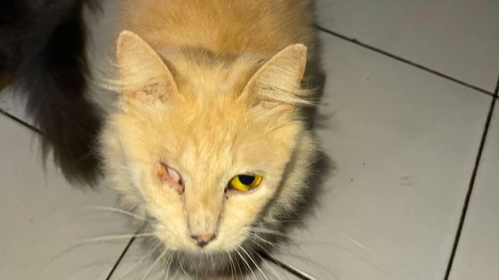 Help Halimah care for 80 rescue cats in Medan, Indonesia campaign photo, 1 of 8
