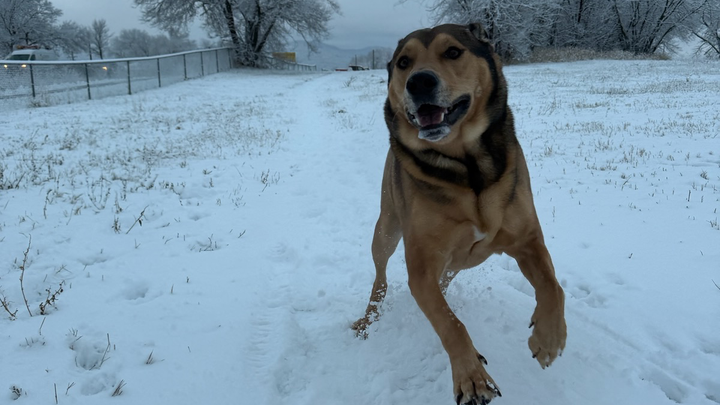 Help Save Scout - Our Sweet Boy Needs Emergency Surgery campaign photo, 1 of 5