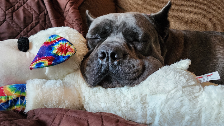 Help Stella Get Her T.P.L.O. surgery campaign photo, 1 of 8