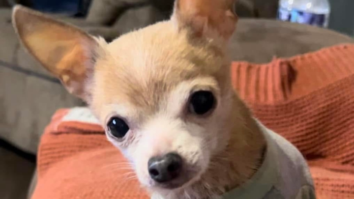 Please Help My Bruiser Woods: Urgent Dental Surgery Needed campaign photo, 1 of 4