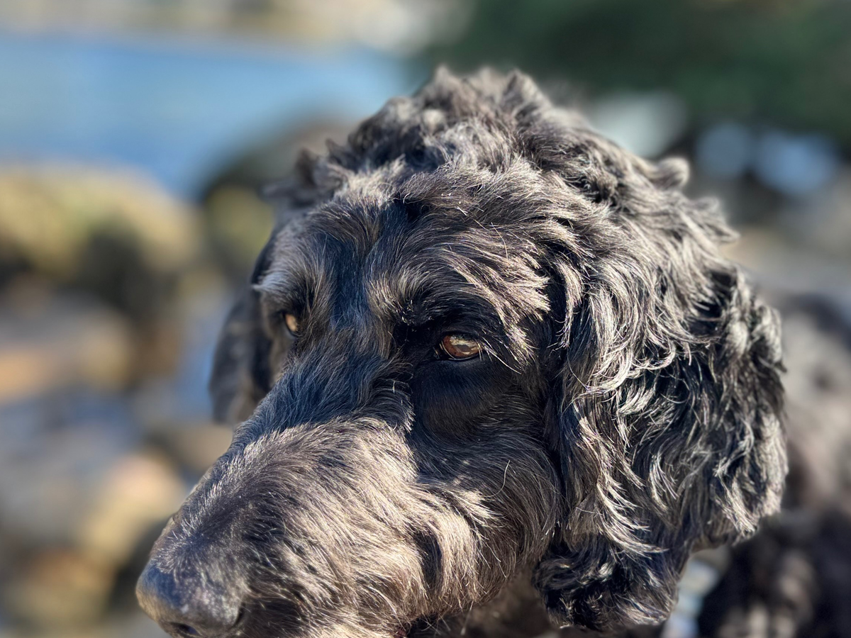 Fundraiser by Sandy Plemmons : Help Chalky cross the Rainbow Bridge and ...