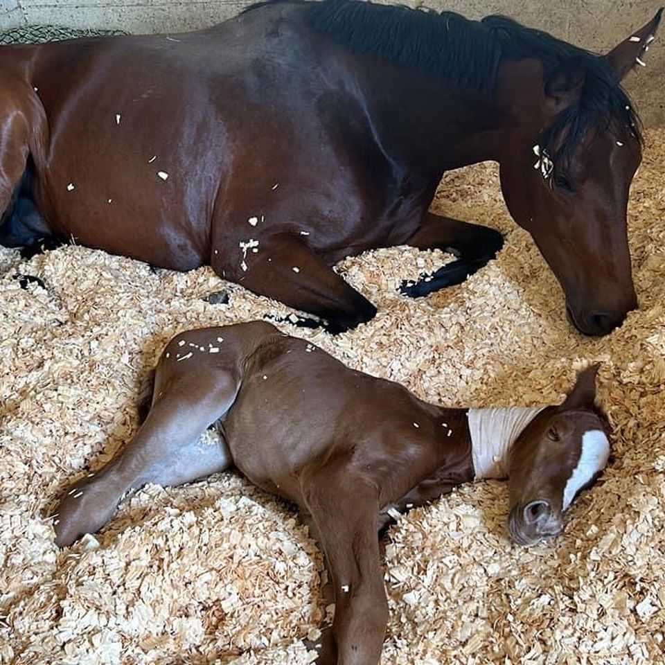 Fundraiser by Katherine Deichmann : Josie and baby medical