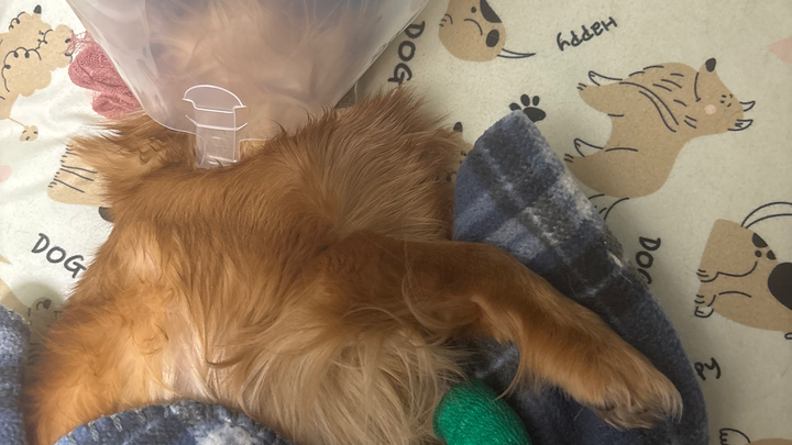 Donate to Ruby’s Surgery Fund campaign photo, 1 of 5