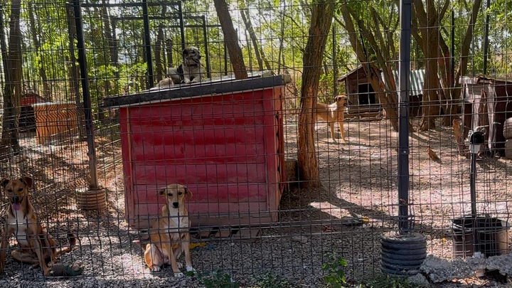 Tierheim Prishtina Dog Shelter für Straßenhunde campaign photo, 1 of 7