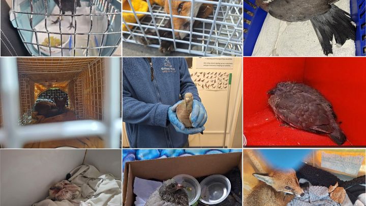 Help Keep Wildlife Hospital Transport Service On The Road campaign photo, 1 of 4