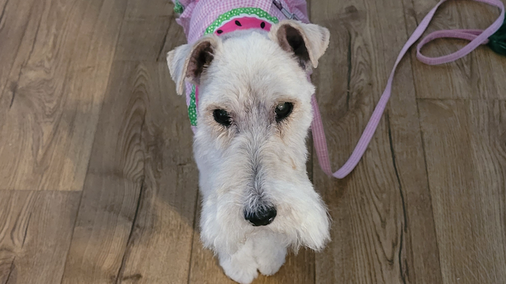 Help Lucy Get Life-Saving Surgery campaign photo, 1 of 4
