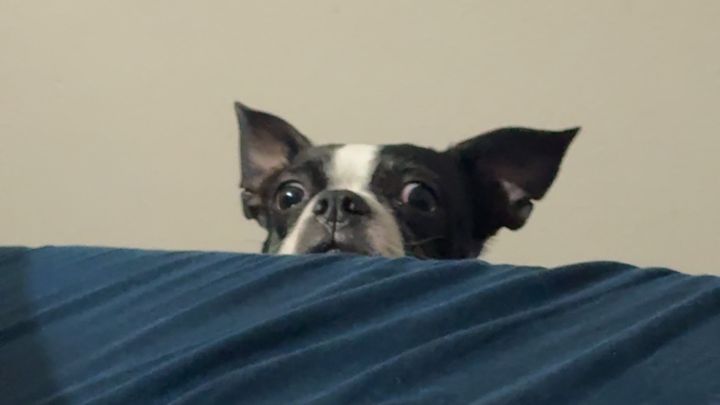 Help Caboose Get Lifesaving Care campaign photo, 1 of 7
