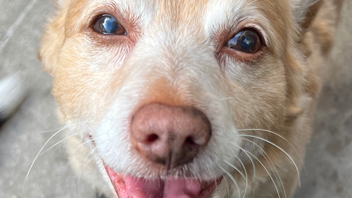 Donate to help Luckyboop campaign photo, 1 of 8