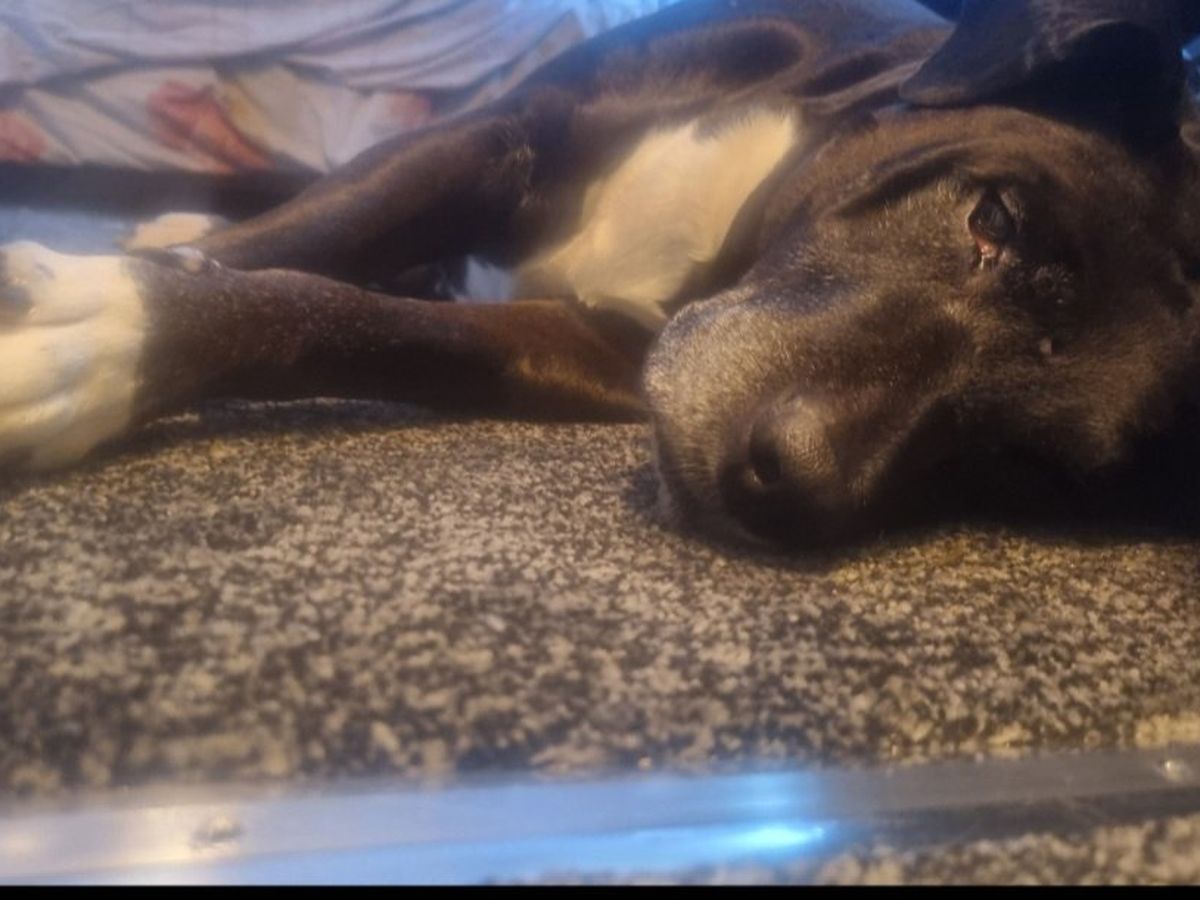 Fundraiser by Isabelle B : 11-year-old Megi's life - Pyometra surgery ...