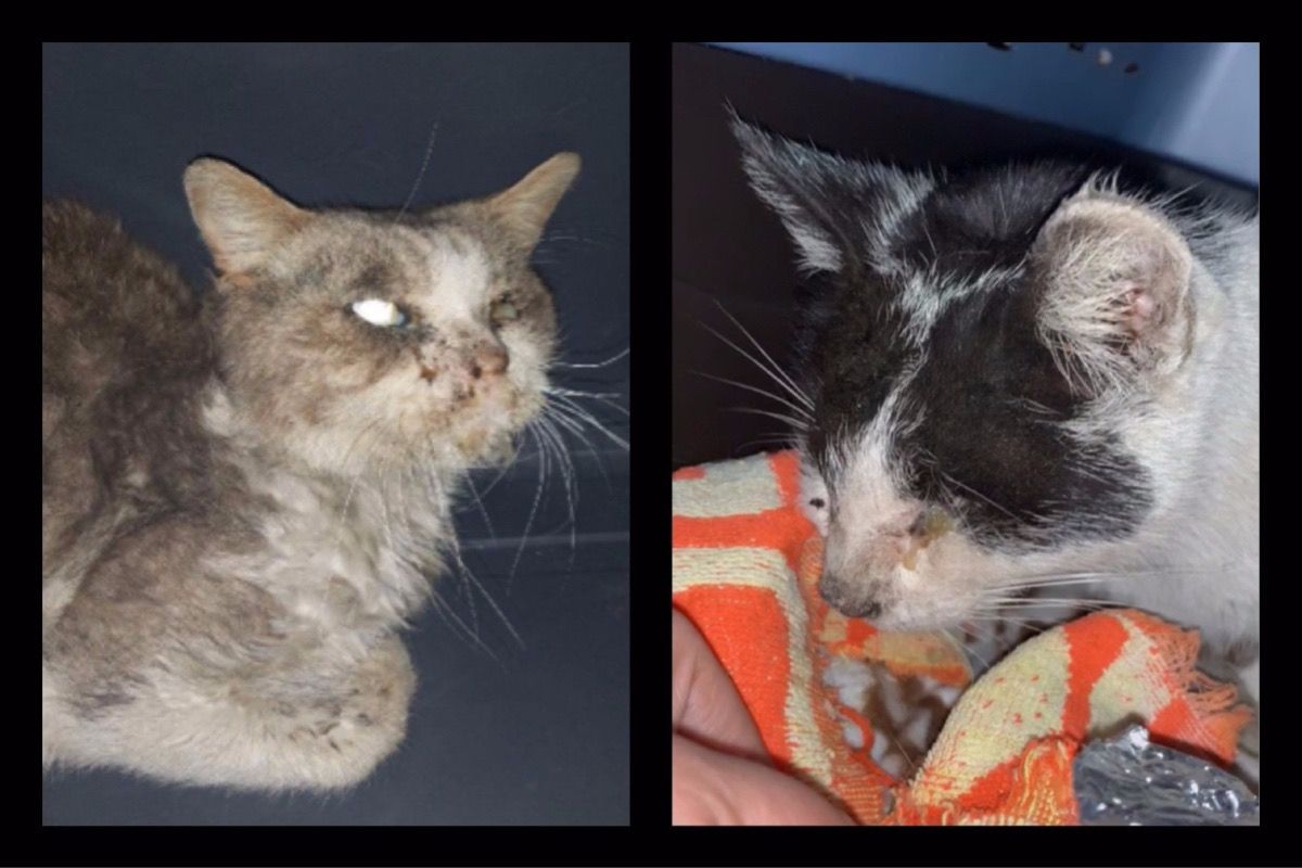 Fundraiser by Gia Alas : Help for Two Neglected & Lifeless Stray Cats
