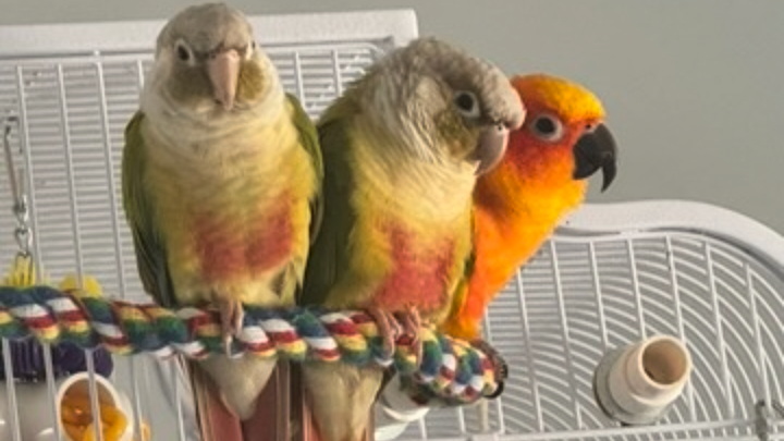 Give Joannalie’s Birds a Fighting Chance campaign photo, 1 of 5