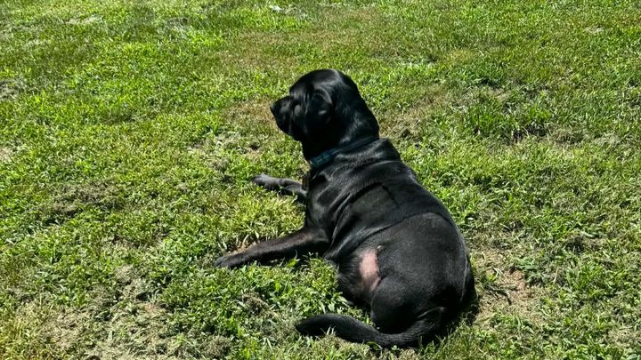 Help Apollo Heal for Tracy campaign photo, 1 of 3