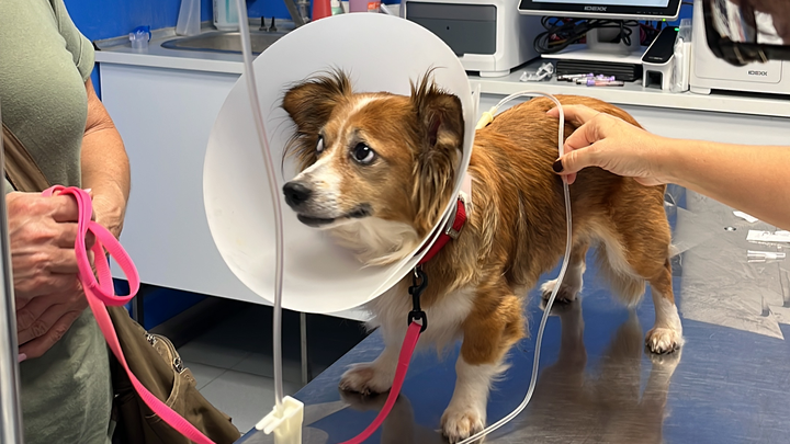 Aiuto spese veterinarie per Masha campaign photo, 1 of 5
