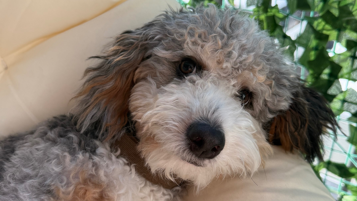 Support Our Puppy’s Recovery campaign photo, 1 of 6