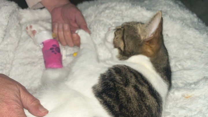 Please Donate to help our little fur baby Buddi campaign photo, 1 of 3