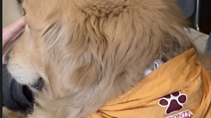 Sostieni la Pet Therapy in Oncologia campaign photo, 1 of 3
