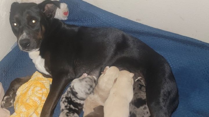 Help LLOYD & His Puppies Through Hard Times campaign photo, 1 of 8