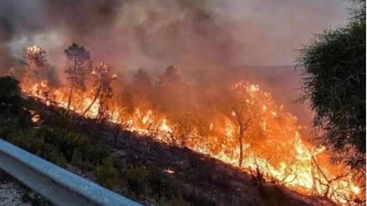 Help Families Recover After Algeria Fires campaign photo, 1 of 3