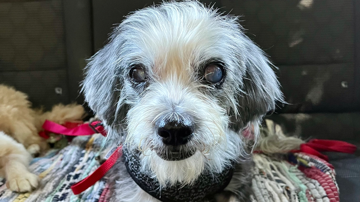 From darkness to light: help give Peggy the gift of sight campaign photo, 1 of 3