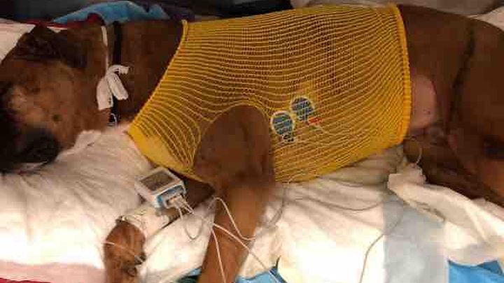 Main fundraiser photo