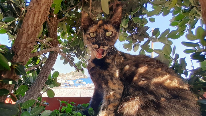 Colonia felina Acitrezza campaign photo, 1 of 8