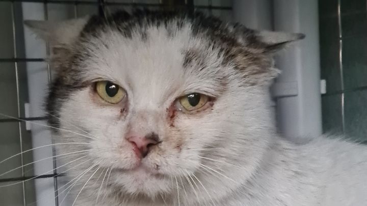 Urgent Vet Bill Appeal continues campaign photo, 1 of 3